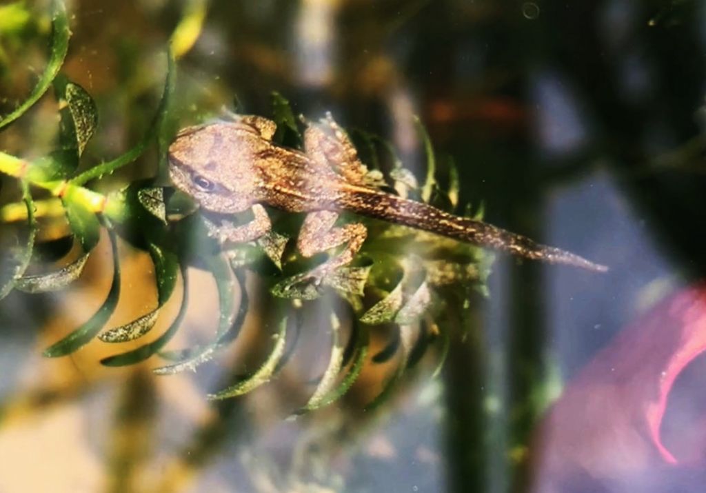 Piccolo stagno nel giardino